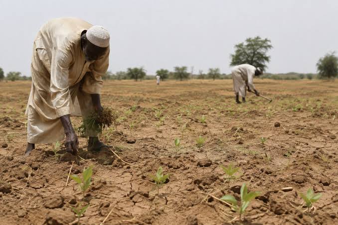 ارتفاع أسعار الذرة ينذر بفشل الموسم الزراعي في السودان